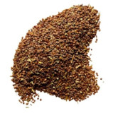 Lajwanti (Mimosa Pudica) | لاجونتی