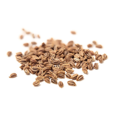Celery Seeds (Tukhm e Karafs/Apium Graveolens) تخم کرفس