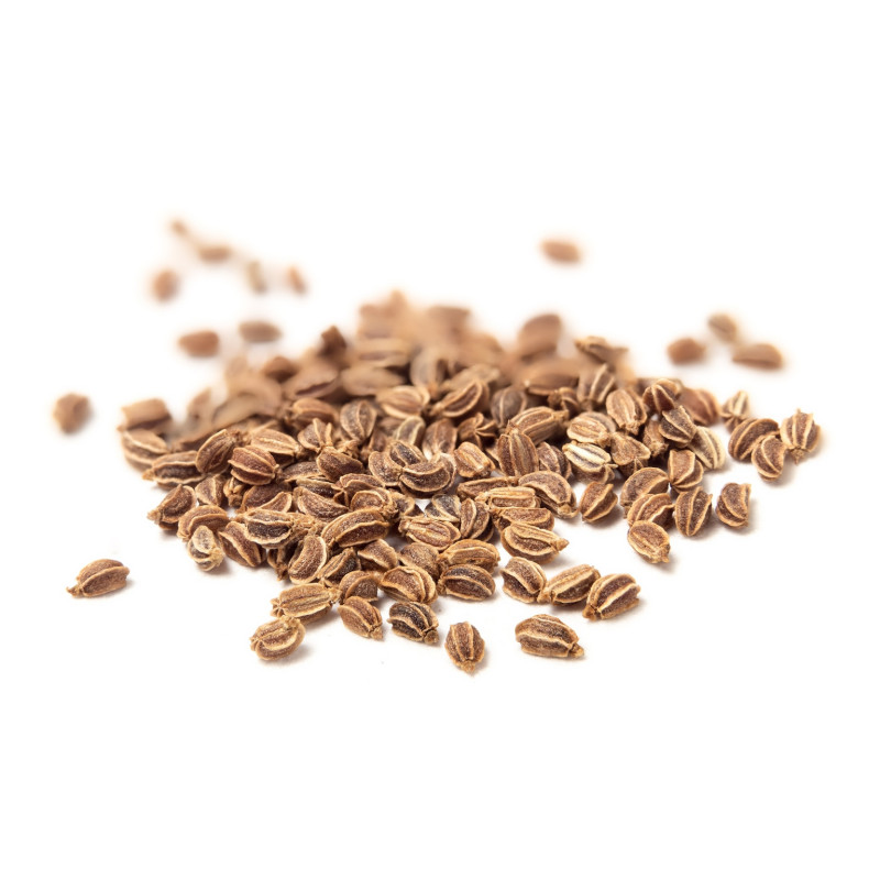 Celery Seeds (Tukhm e Karafs/Apium Graveolens) تخم کرفس
