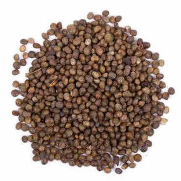 Phyllanthus maderaspatensis seeds (Madras Leaf Flower Seeds/Kanocha)