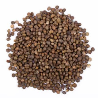 Phyllanthus maderaspatensis seeds (Madras Leaf Flower Seeds/Kanocha)