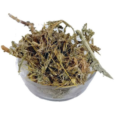 Ount Katara (Milk Thistle/Silybum Marianum)