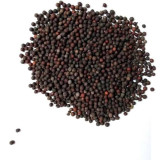 BaoBareng (False Black Pepper)