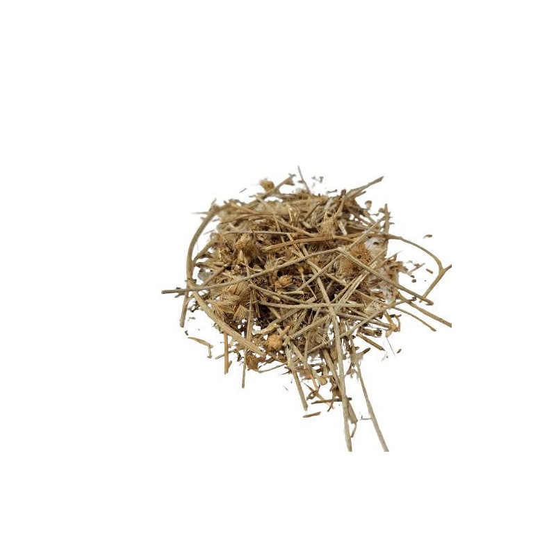 Baram Dandi (Globe Thistle / Camel Thistle)