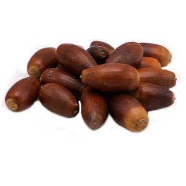 Juft Baloot (Quercus Baloot)