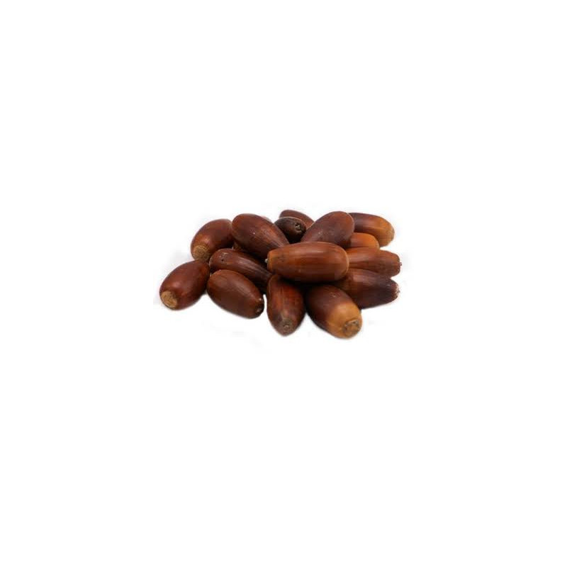 Juft Baloot (Quercus Baloot)