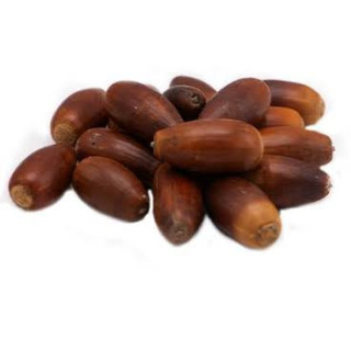 Juft Baloot (Quercus Baloot)