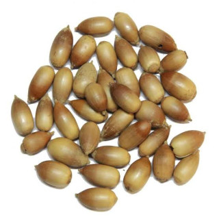 Juft Baloot (Quercus Baloot)