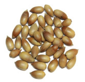 Juft Baloot (Quercus Baloot)