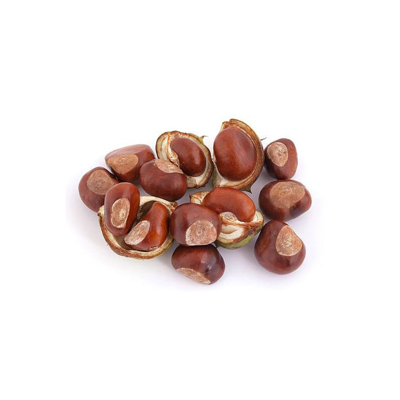 Bandkhor (Horse Chestnut)