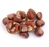 Bandkhor (Horse Chestnut)