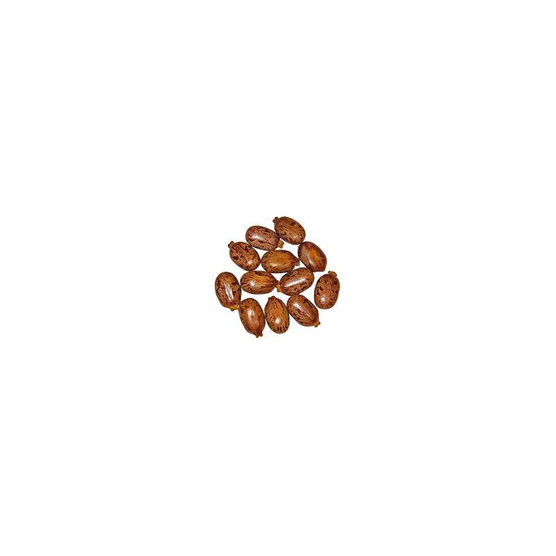 Buy Tukhm-e-Arind Bedanjir (Castor Seeds) Online in Pakistan | Hafiz Pansar