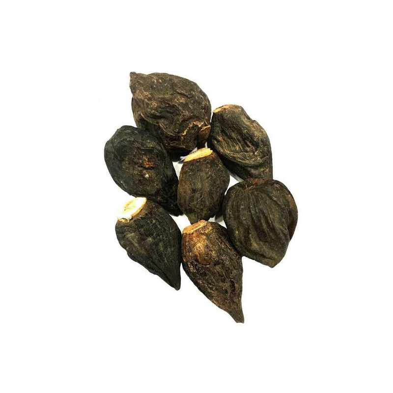 Salep Orchid Root (Salab Dana)