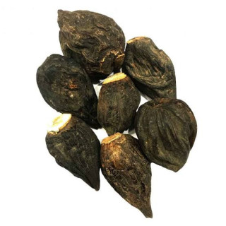 Salep Orchid Root (Salab Dana)