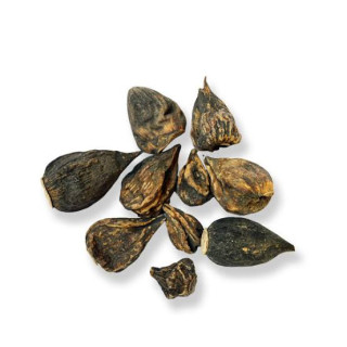 Salep Orchid Root (Salab Dana)