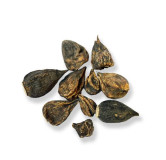 Salep Orchid Root (Salab Dana)