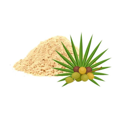 Saw Palmetto Extract (Serenoa Repens)