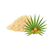 Saw Palmetto Extract (Serenoa Repens)