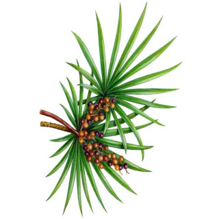 Saw Palmetto Extract (Serenoa Repens)