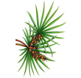 Saw Palmetto Extract (Serenoa Repens)