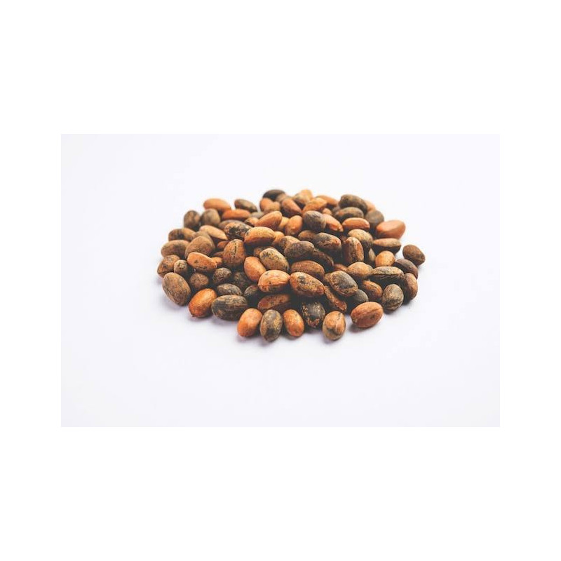Croton Seeds (Jamalgota) –