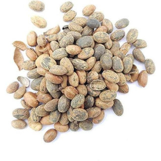 Buy Croton Seeds (Jamalgota) Online in Pakistan – Hafiz Pansar