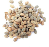 Croton Seeds (Jamalgota) –