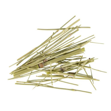 Horsetail (Equisetum)