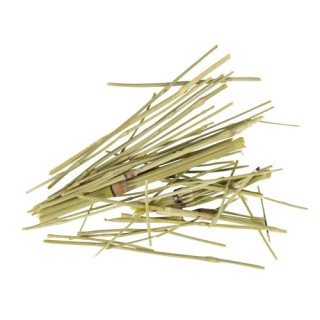 Horsetail (Equisetum)