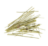 Horsetail (Equisetum)