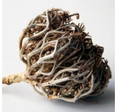 Maryam Panja (Anastatica hierochuntica)