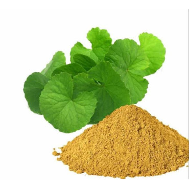 Bacopa Monnieri Extract (Barhami Extract)