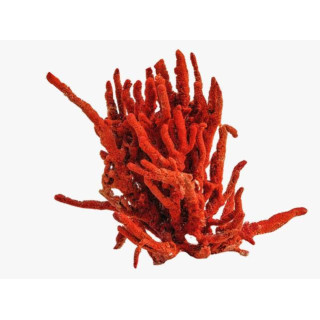 Buy Coral China (Shakh Marjaan) – Herbal Dry Fruit – Hafiz Pansar