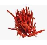 Buy Coral China (Shakh Marjaan) – Herbal Dry Fruit – Hafiz Pansar