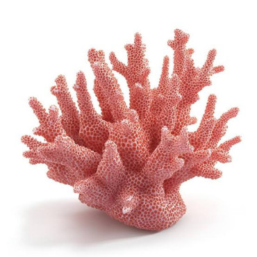 Red Coral Cluster (Jar Marjan)