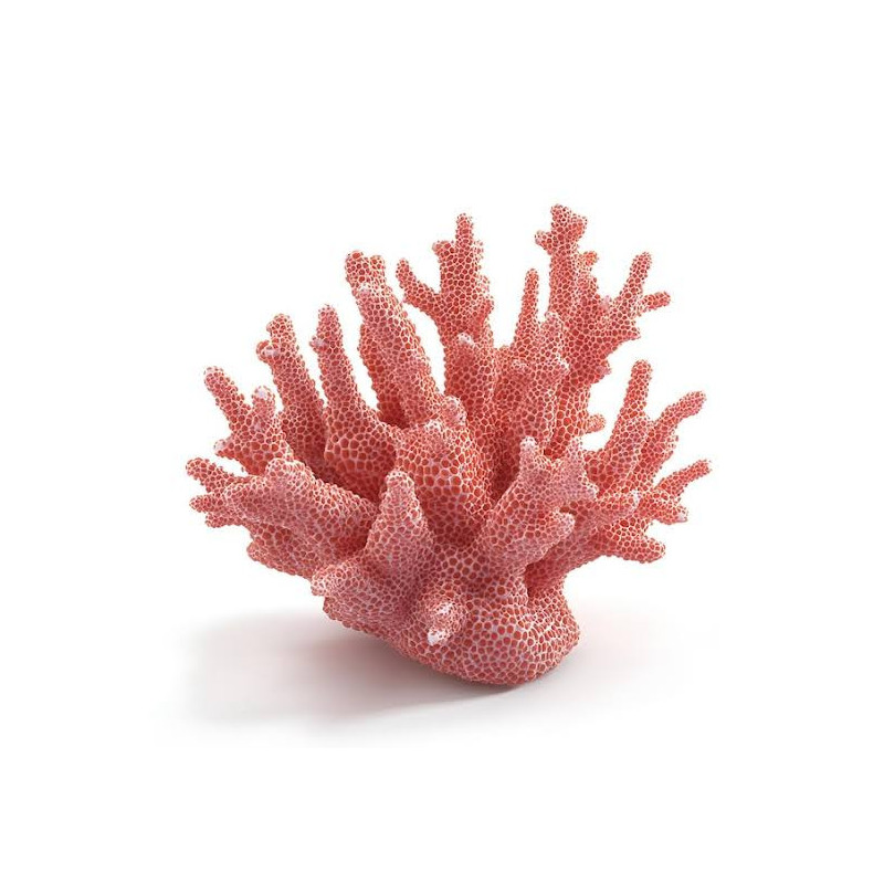 Red Coral Cluster (Jar Marjan)