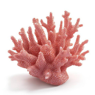 Red Coral Cluster (Jar Marjan)