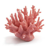 Red Coral Cluster (Jar Marjan)
