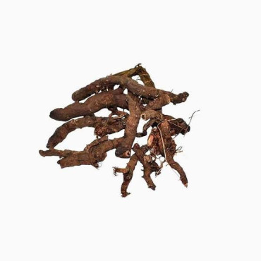 Alpine Bistort (Anjbar/Persicaria Viviparum)