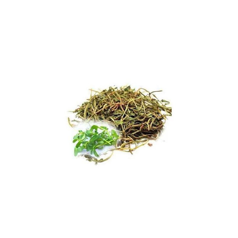 Herpes Monnieri (Jal Neem) – Brain Booster Herb | Hafiz Pansar Pakistan