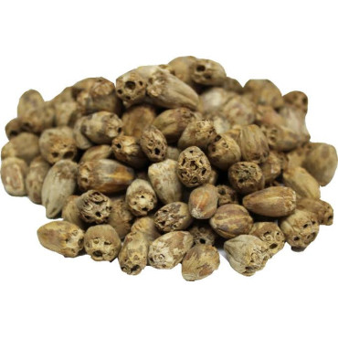 Gundelia Seeds (Sissi/Habbul Zulam)