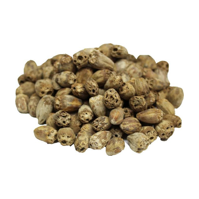 Gundelia Seeds (Sissi/Habbul Zulam)