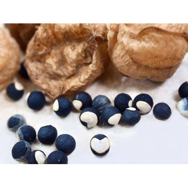 Buy Balloon Vine (Hubbe Qil Qil) Online in Pakistan | Hafiz Pansar