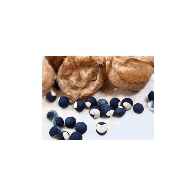 Buy Balloon Vine (Hubbe Qil Qil) Online in Pakistan | Hafiz Pansar Buy Balloon Vine (Hubbe Qil Qil) Online in Pakistan | Hafiz Pansar