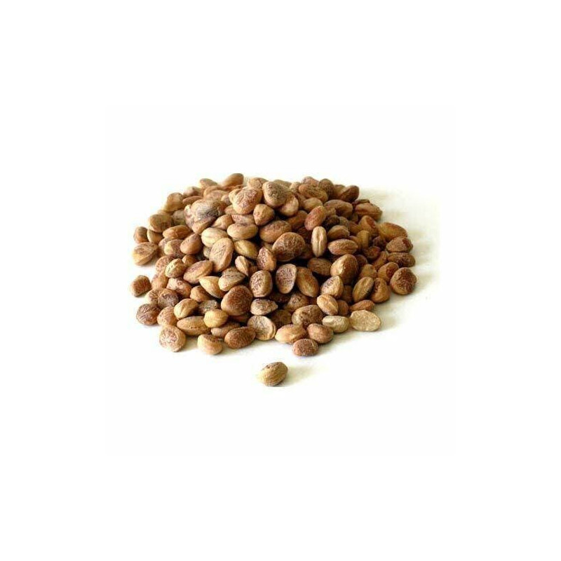 Charoli nuts (Charwanji)