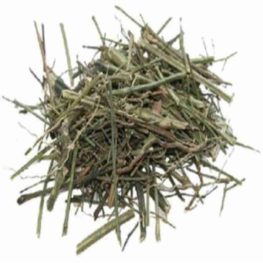 Chiretta (Charaita/Andrographis Paniculata)