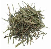 Chiretta (Charaita/Andrographis Paniculata)