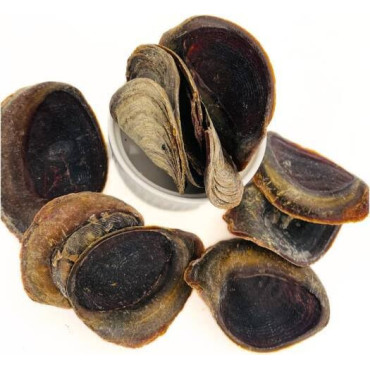 Onycha Operculum (nakhaa)