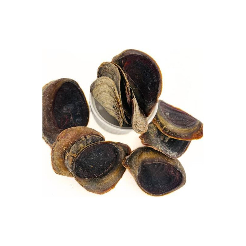 Onycha Operculum (nakhaa)