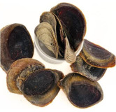 Onycha Operculum (nakhaa)